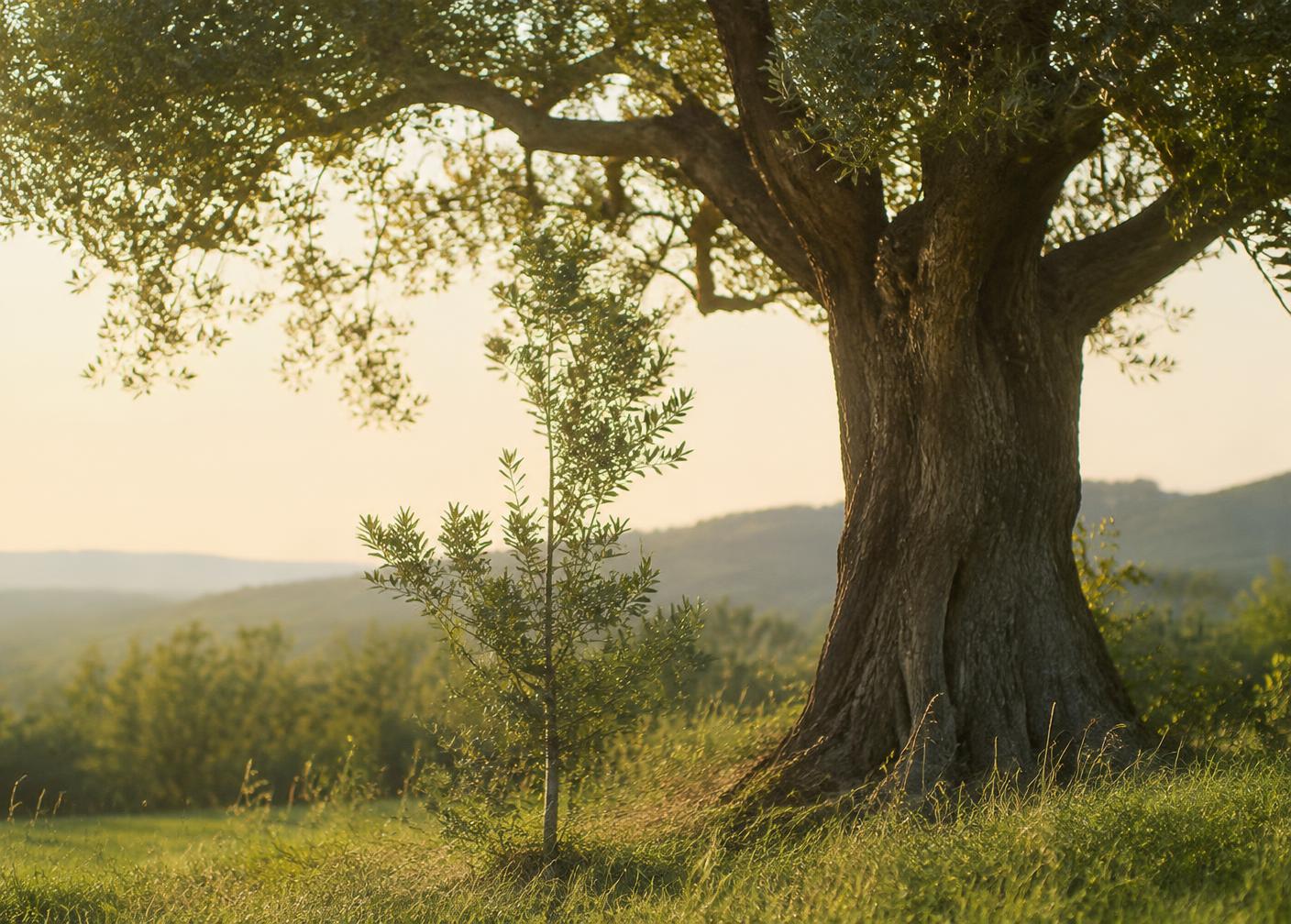 A young sapling growing beside a mature tree in a sunlit meadow